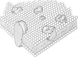 Figure 10 : Modèle de la mosaïque fluide d'après Singer et Nicholson, Science, 1972, 175, 720-731. Dans ce modèle, la matrice membranaire est constituée d'une bicouche de phospholipides et de cholestérol. Chaque lipide a sa tête polaire hydrophile orientée vers l’extérieur de la membrane et sa queue hydrophobe (chaîne d'acide gras saturée ou insaturée) orientée vers l'intérieur de la bicouche. Dans cette bicouche sont enfouies des protéines. L'ensemble est hétérogène dans l'espace et dans le temps, ce qui explique sa dénomination de mosaïque fluide.