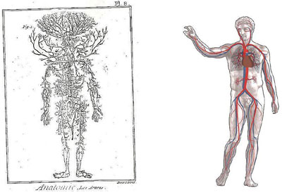 des artÃ¨res et veines du corps humain