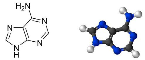 Figure 1 : Les différents éléments d’une molécule d’ADN. Pour illustrer le fait que les chromosomes sont des entités physico-chimiques, et pour mieux comprendre dans la suite du texte la structure de l’ADN, illustrons ses divers éléments moléculaires constitutifs. 