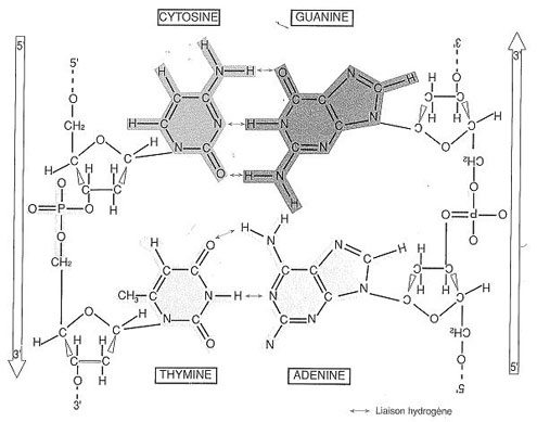 1 quater, ci-dessous : structure réelle complète de l’ADN avec appariement des bases (cytosine–guanine et thymine-adénine) entre les deux brins complémentaires (tiré de l’ouvrage Biologie moléculaire et médecine, Jean-Claude Kaplan et Marc Delpech, Médecine-Sciences, Flammarion, 2ème édition (1996)). Les bases A, T, C ou G se mettent toujours en position 1’ du désoxyribose. Chaque brin est obtenu par la polymérisation alternée de sucres et de phosphates ; ce faisant il ne reste plus qu’un seul groupe OH dans chaque phosphate. Les sucres sont tous orientés de la même façon dans un brin, chaque phosphate étant ainsi entouré par un carbone 5’ et un carbone 3’. Chaque brin est orienté conventionnellement de l’extrémité 5’ vers l’extrémité 3’ (à gauche de haut en bas, à droite de bas en haut, les brins appariés étant ainsi antiparallèles, comme le montre la construction même de la figure). Entre A et T, C et G, sont figurées les liaisons hydrogène (voir encadré hors texte ci-après).