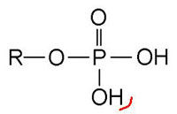1 ter, ci-dessous : le troisième type d’élément constitutif de l’ADN, le groupe phosphate. Il se fixe aux sucres (désoxyribose, figure 1bis à gauche) à deux endroits : (voir figure 1 quater, brin de gauche) 1°) en position 5’ sur le sucre « en dessous », le CH2 joue le rôle du radical R ci-dessous (voir figure 1quater) ; 2°) en position 3’ sur le sucre « au-dessus », par l’intermédiaire de l’atome O (qui a perdu son H, cerclé de rouge, lors de la polymérisation).