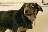 Figure 2 : Le chien de Pavlov, équipé de sa fistule glandulaire, tel que présenté au musée Pavlov de sa ville natale de Ryazan (Russie).