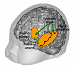 Le lobe temporal supérieur