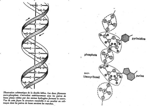 Figure 2 : (à gauche) illustration de la publication de Watson et Crick. La légende est celle de la publication traduite en français. La légende du texte anglais est tout aussi épurée, un peu différente : « La figure est purement schématique. Les deux rubans symbolisent les chaînes sucre-phosphate, et les barres horizontales sont les paires de bases unissant [litt : 