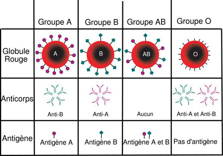 Figure 2 : Groupes sanguins du système ABO. Les hématies (globules rouges : 1e ligne) sont mises en présence des sérums (2e ligne). Le sérum A contient des anticorps anti-B et agglutine donc les hématies de type B. Le sérum O contient les deux anticorps anti-A et anti-B et agglutine toutes les hématies A, B ou AB.