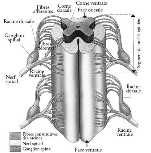Figures 2 et 2bis : Chaque nerf rachidien est formé par la réunion de la racine dorsale (sensitive, fléchée en rouge), en arrière de la colonne vertébrale, et de la racine ventrale (motrice, fléchée en bleu), en avant de la colonne (images extraites de P. Mazliak, op. cit., p. 90-91)