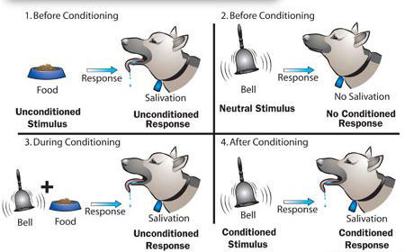 Figure 3 : Schématisation du réflexe conditionnel (image ©howstuffworks.com)