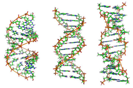 Figure 3 : de gauche à droite, les 3 structures de l'ADN en forme A, B et Z. La structure de Watson et Crick est la structure centrale (B).