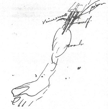 Figure 3 : Expérience avec le curare effectuée sur le membre d’une grenouille. Le poison est introduit par l’artère pendant que la veine principale est ouverte, ce qui empêche la diffusion du curare dans le tronc de l’animal