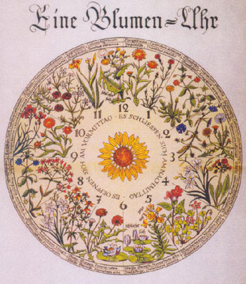 Figure 3 : Une horloge florale (Blumen-Uhr), telle qu’imaginée (et décrite espèce par espèce 5) par Linné en 1751.