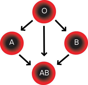 Figure 4 : Tableau de compatibilité en transfusion sanguine. En cohérence avec la figure 2, le sujet de groupe O peut donner des hématies à tous les groupes (donneur universel) ; le sujet de groupe AB peut recevoir des hématies de tous les groupes (receveur universel) – ceci indépendamment du système Rhésus.