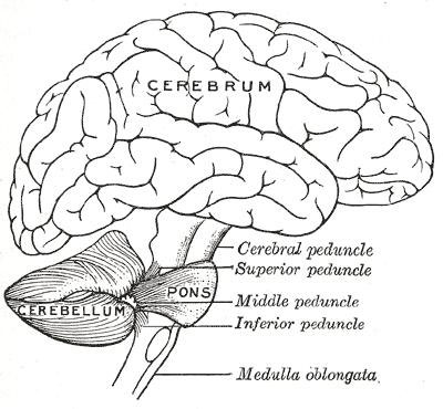 Figure 4 : Le cervelet, en grisé (cerebellum), sous le cerveau (cerebrum), au niveau de la nuque. On voit aussi le départ de la moelle (medulla), les trois éléments (cerveau-cervelet-moelle épinière) constituant le système nerveux central (image extraite de Gray’s Anatomy of the human body,1918, WikiCommons)