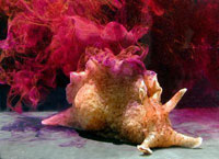 Figure 4 : Aplysie ou lièvre de mer, libérant un liquide violet vénéneux pour se protéger des prédateurs.