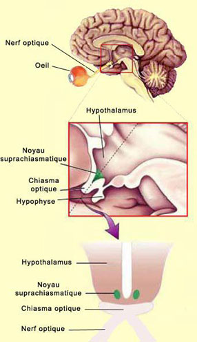 Figure 4 : Le noyau suprachiasmatique chez l’humain (image McGill University, Montreal). C'est là qu'est située l'horloge centrale des mammifères. Cette structure d’environ 0,5  1 mm et 10 000 cellules, dans l’hypothalamus juste au-dessus du chiasma optique, synchronise les horloges dites 