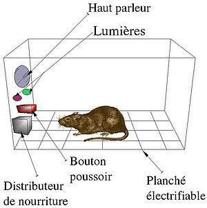 Figure 5 : Boîte de Skinner (conditionnement opérant).