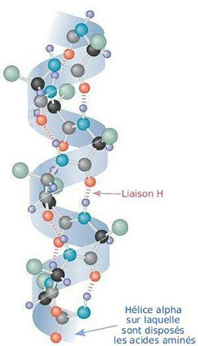 Figure 5 : Forme courante, en hélice α, d’une protéine (image WikiCommons). Les acides aminés (combinaison de carboxyles –COOH et d’amines –NH2) se forment en hélice, avec création de liaisons hydrogène qui permettent de diminuer l’énergie interne de la molécule et donc de la stabiliser.