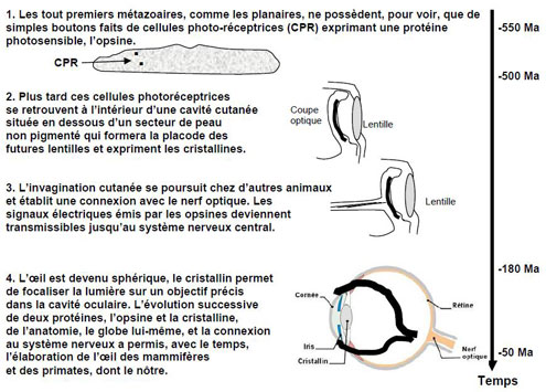 Figure 6 : L’histoire de la vision et des origines de l’œil.