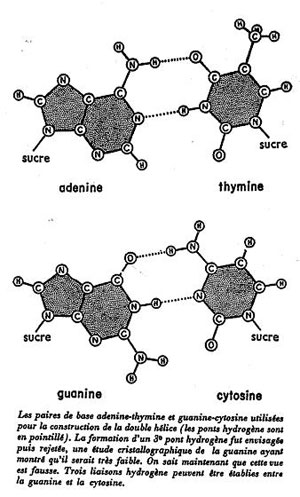 Figure 7 : La légende (traduite en français) est tirée du récit La double hélice.