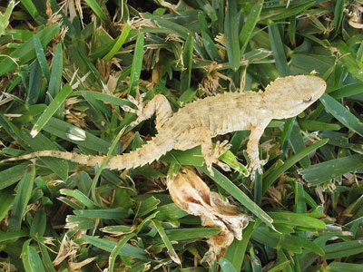 Fig. 7 : Tarentola Mauritanica, ou gecko (image WikiCommons).