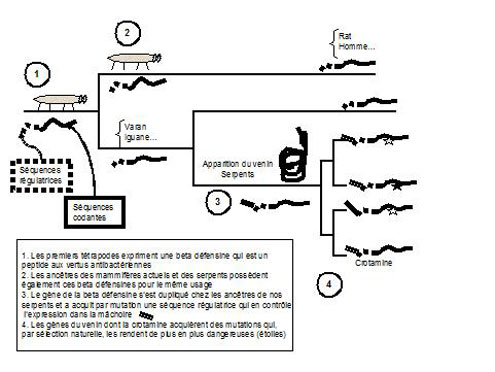 Figure 7 : Le gène d’un venin, la crotamine a été séquencé.