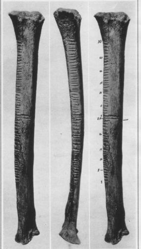 Figure 7 : Trois vues du radius de loup publiées par Karl Absolon dans The Illustrated London News du 2 octobre 1937.