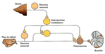 Figure 8 :  Interneurones intervenant dans le retrait de la branchie chez l’aplysie à partir de stimulations de la queue ou du siphon.