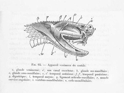 Figure 8 : Appareil venimeux du serpent crotale (la crotamine en tire son nom). Dr Ch. Vibert, Précis de Toxicologie clinique & médico-légale, 2e édition, Baillière & fils, 1907