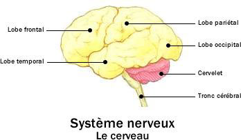 Figure 9 : Encéphale humain montrant les lobes des hémisphères cérébraux (néocortex)