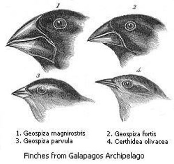 Figure 9 : Les pinsons de Darwin.