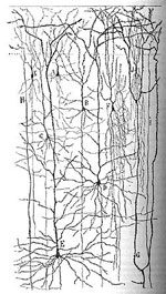 Figure 1 : Coupe du cortex frontal humain